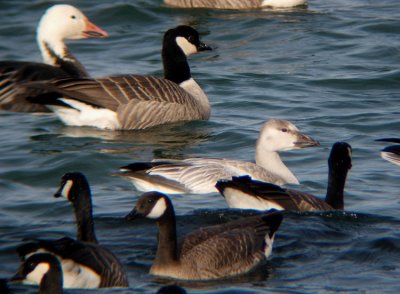 Snow Goose (immature white morph)