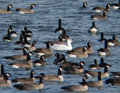 Probable Ross's x Snow Goose Hybrid