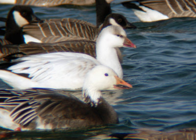 Probable Ross's x Snow Goose Hybrid