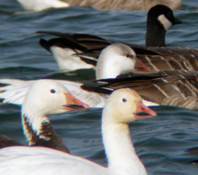Probable Ross's x Snow Goose Hybrid