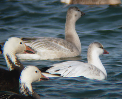 Probable Ross's x Snow Goose Hybrid