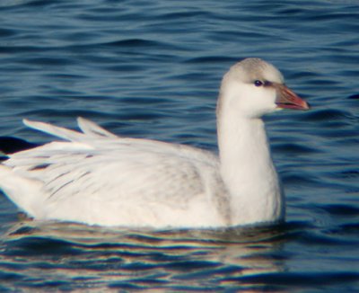 Probable Ross's x Snow Goose Hybrid