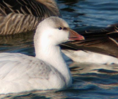 Probable Ross's x Snow Goose Hybrid