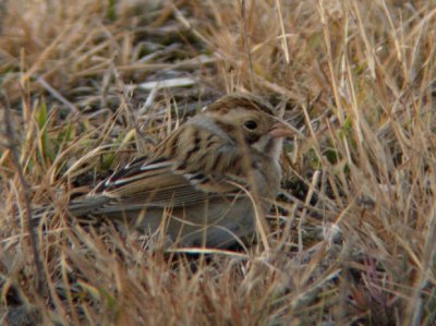 Clay-colored Sparrow