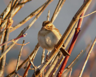 Clay-colored Sparrow