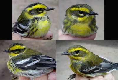 Townsend's Warblers