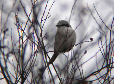 Northern Shrike