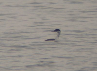 Western Grebe