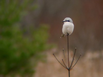 Northern Shrike