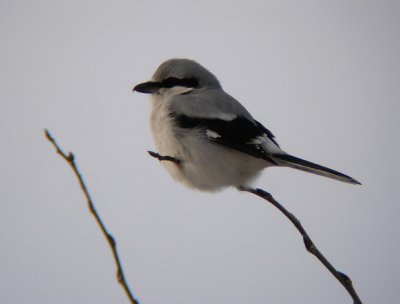Northern Shrike