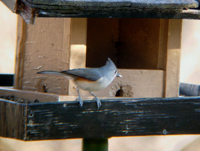 Tufted Titmouse