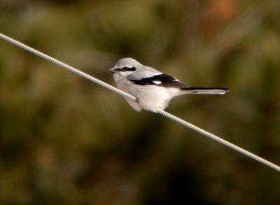 Northern Shrike