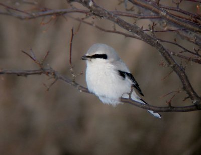 Northern Shrike
