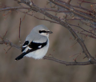 Northern Shrike