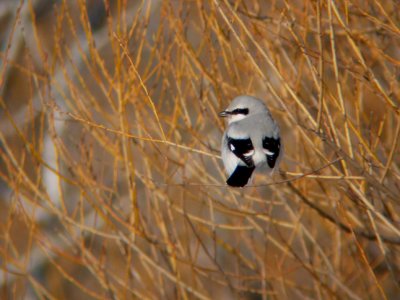 Northern Shrike