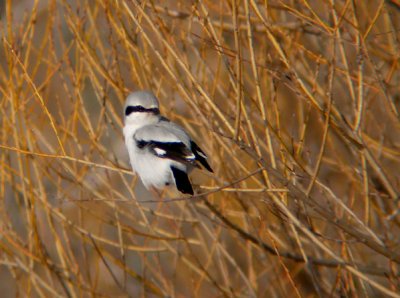 Northern Shrike