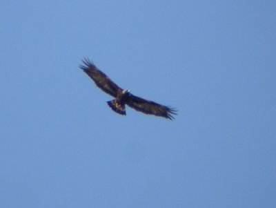 Golden Eagle (adult)