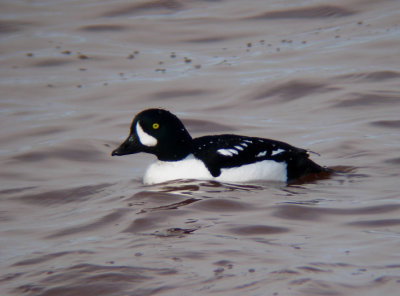 Barrow's Goldeneye