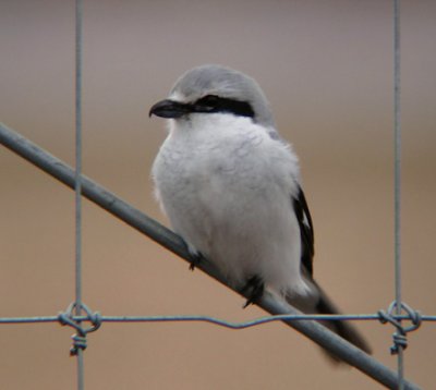 Northern Shrike