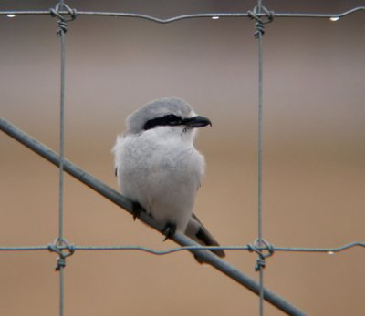 Northern Shrike