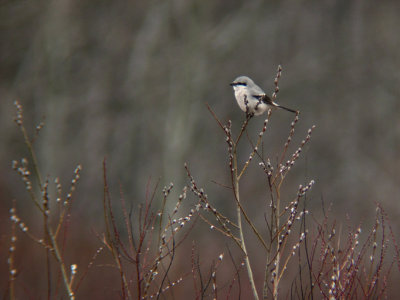 Northern Shrike