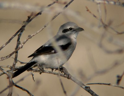 Northern Shrike