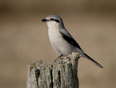 Northern Shrike