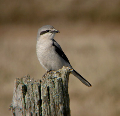 Northern Shrike