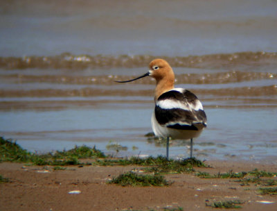 American Avocet