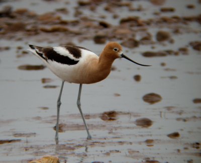 American Avocet