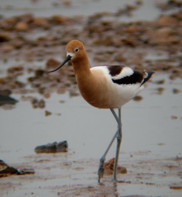 American Avocet