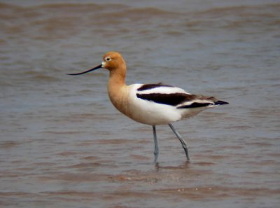 American Avocet