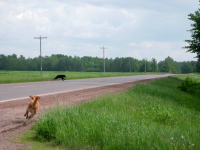 Dog chasing bear cub