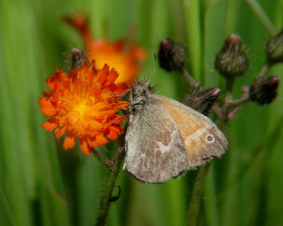 Common Ringlet