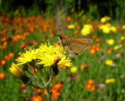 European Skipper