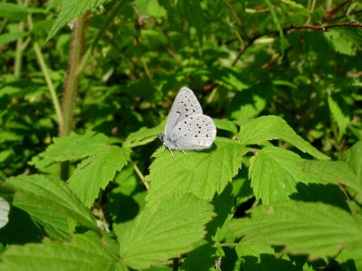 Greenish Blue 1