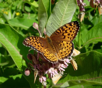 Atlantis Fritillary