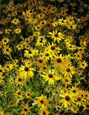 Black-eyed Susans