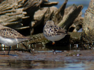 Color-banded Semipalmated Sandpiper