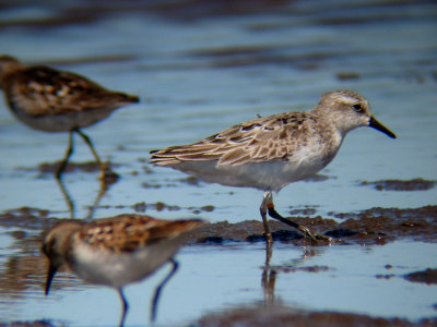 Color-banded Semipalmated Sandpiper