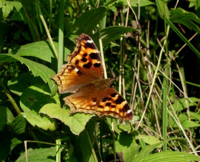 Compton Tortoiseshell