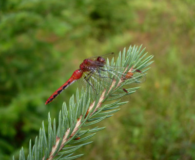 Cherry-faced or Ruby Meadowhawk