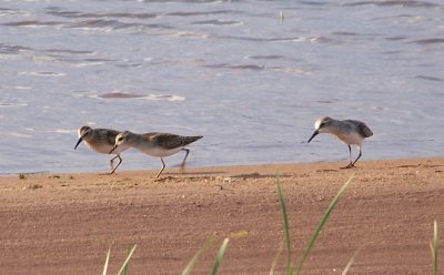 Western Sandpiper