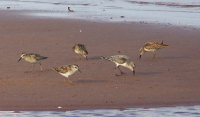 Western Sandpiper - Sept 2007