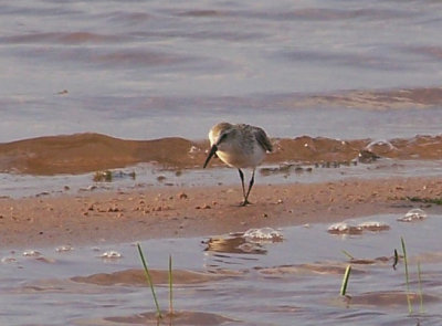 Western Sandpiper