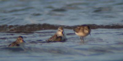 Western Sandpiper