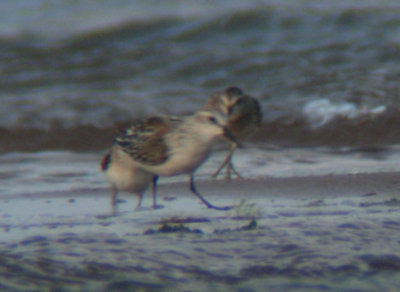 Western Sandpiper