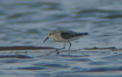 Western Sandpiper