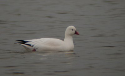 Rosss Goose