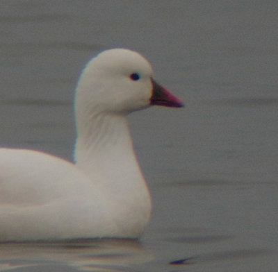 Ross's Goose